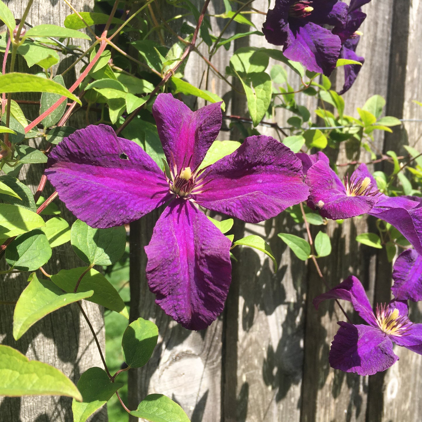 Clematis viticella Polish Spirit