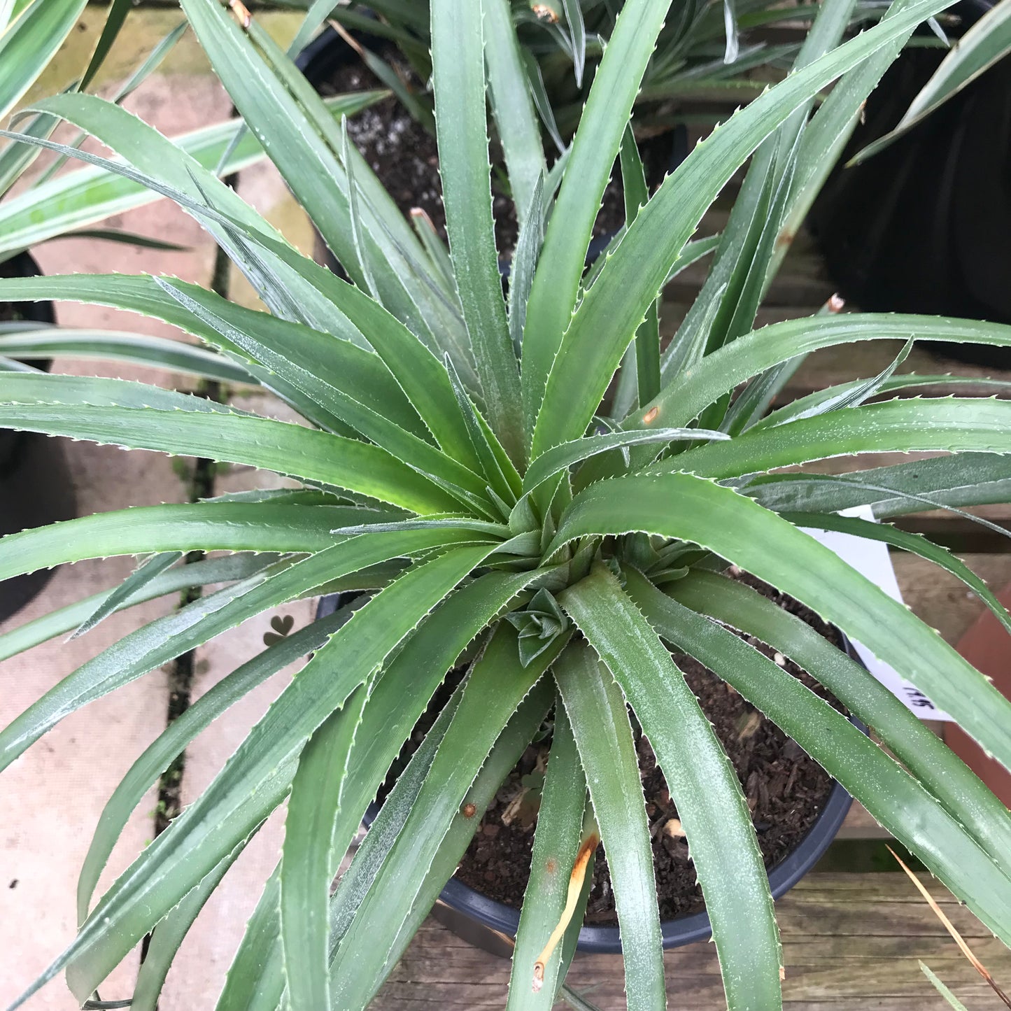 Fascicularia bicolor - Bicolored giant bromeliad 3/5L
