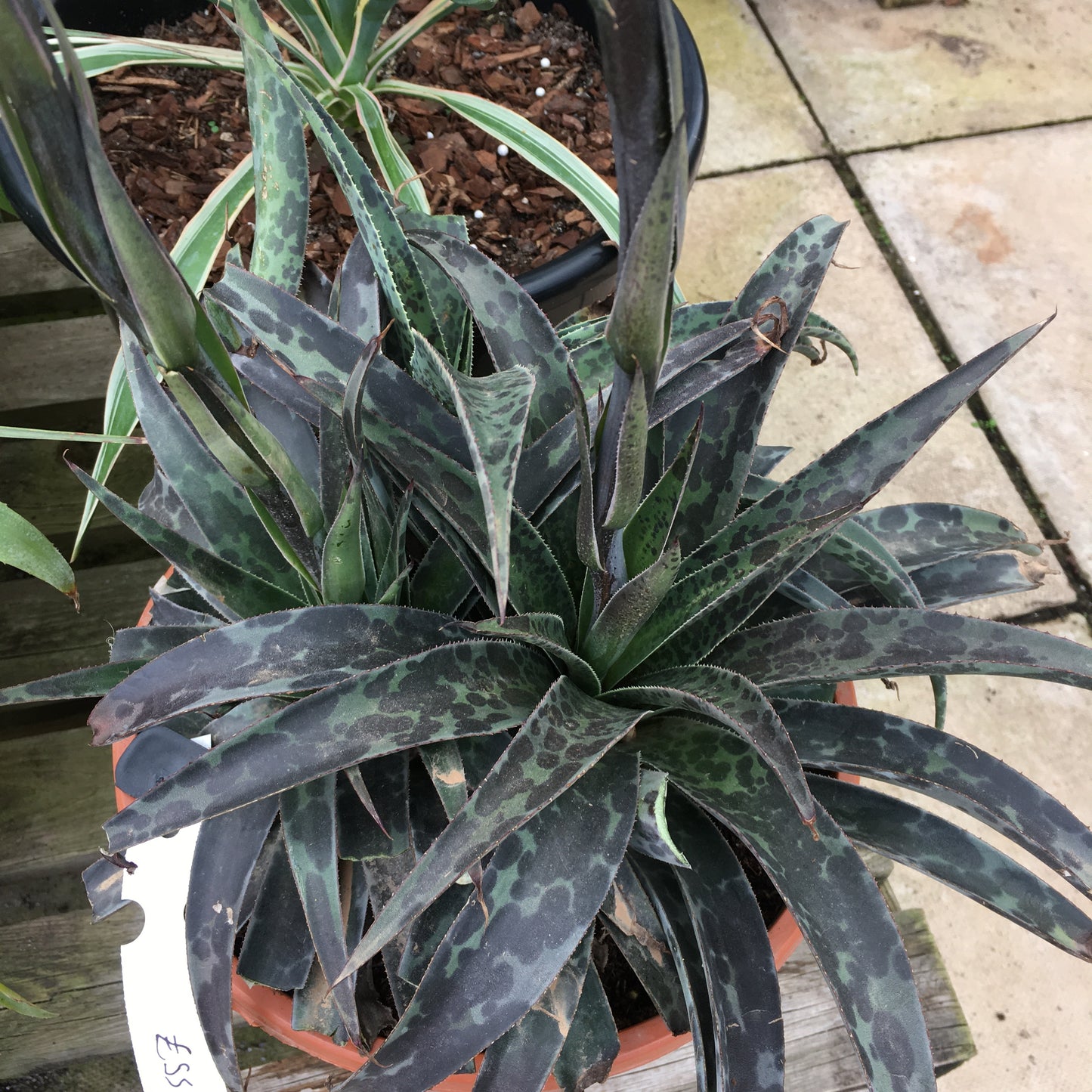 Mangave - Agave x Manfreda