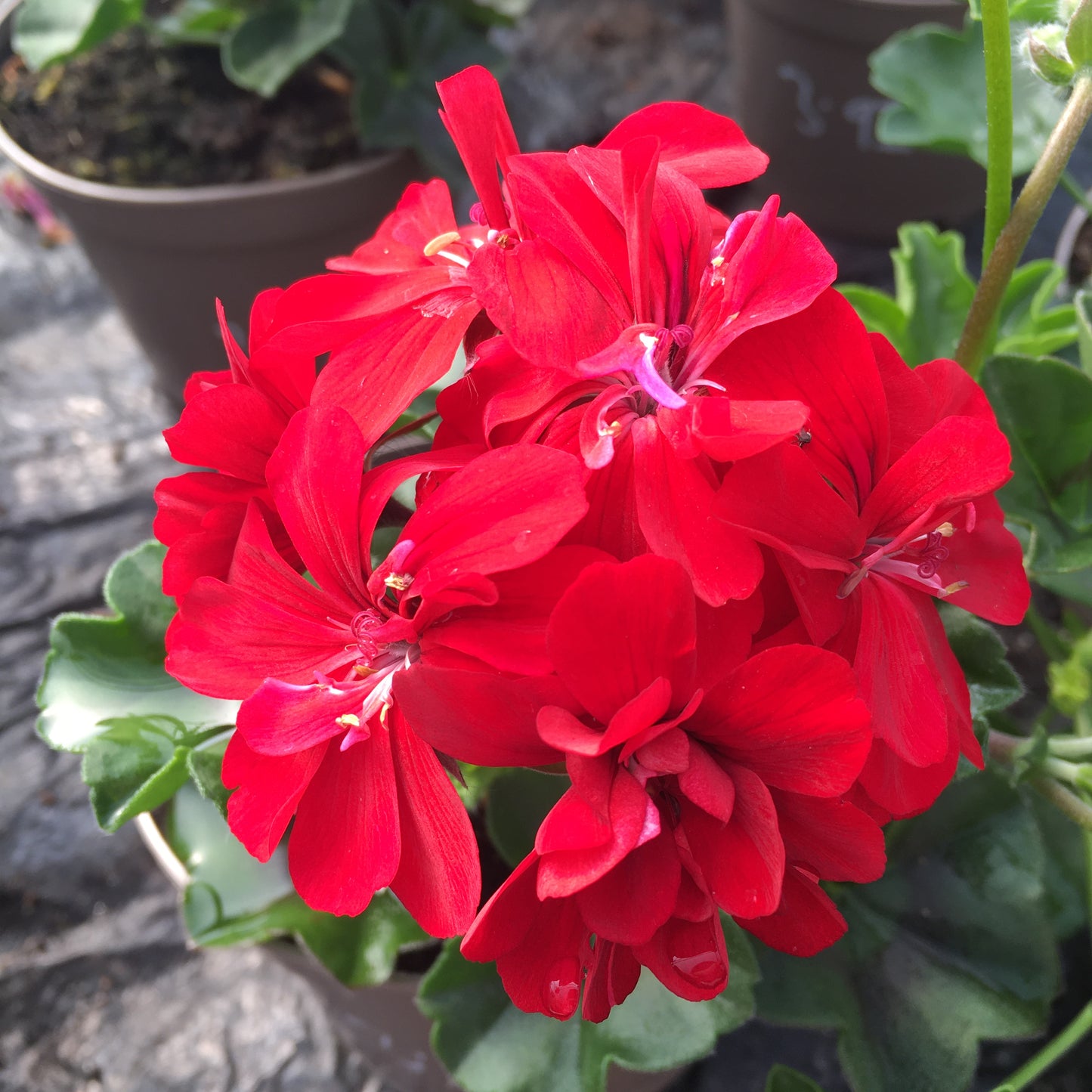 Geranium - Ivy leaf