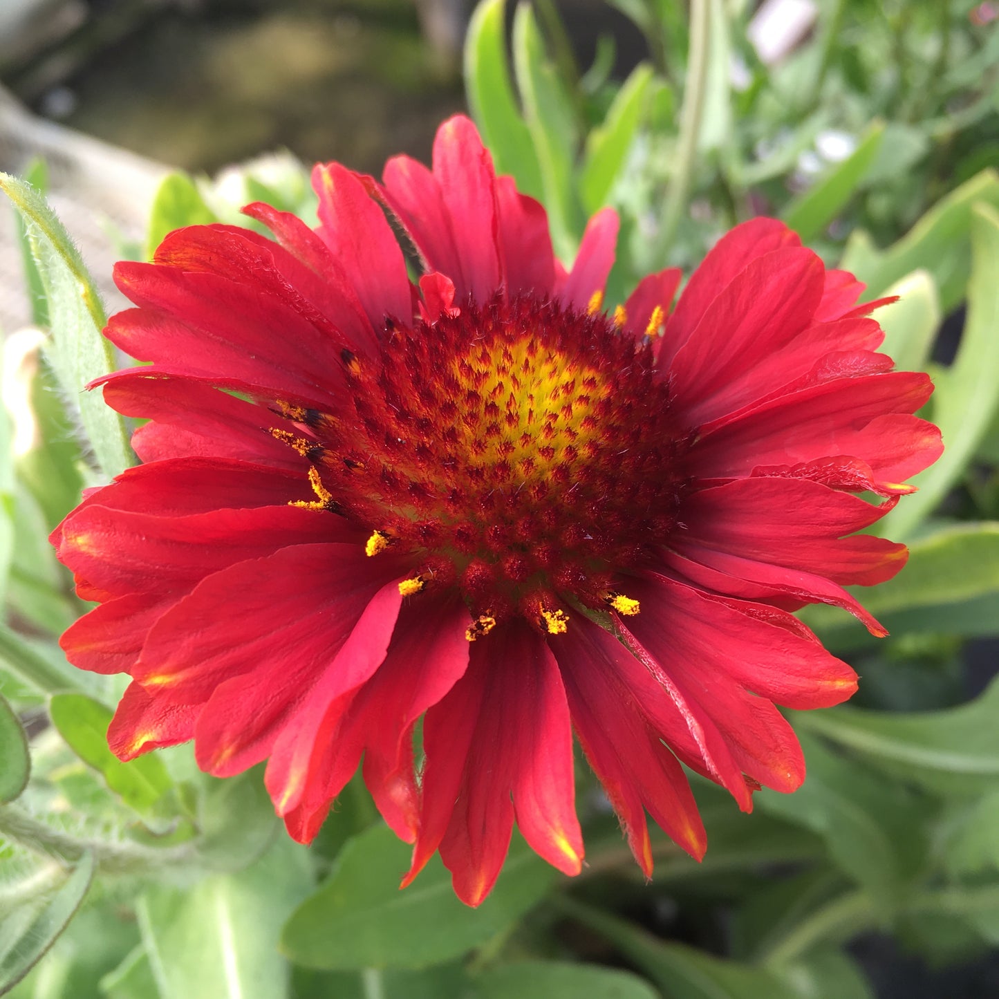 Gaillardia F1 Mesa 2L pot