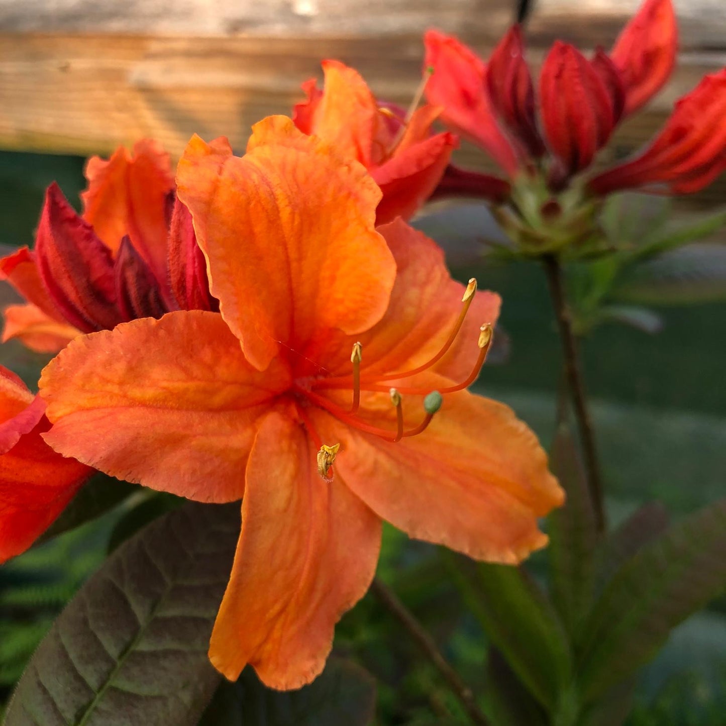 Azalea Glowing Embers