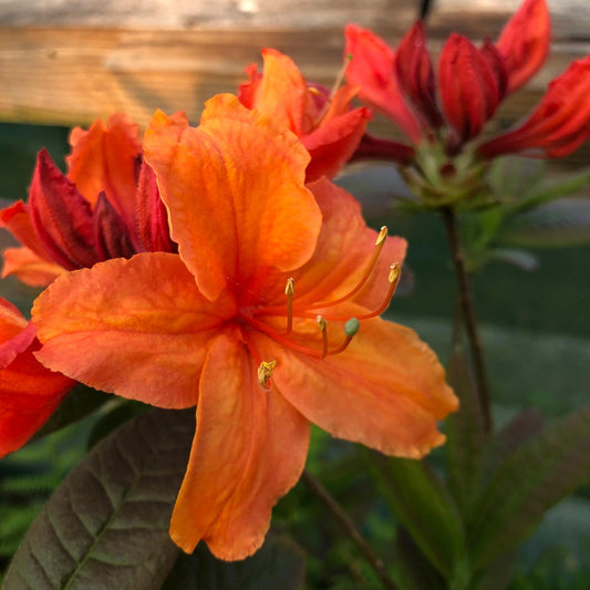 Azalea Glowing Embers