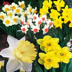 Bulb bags - pre packed bulbs