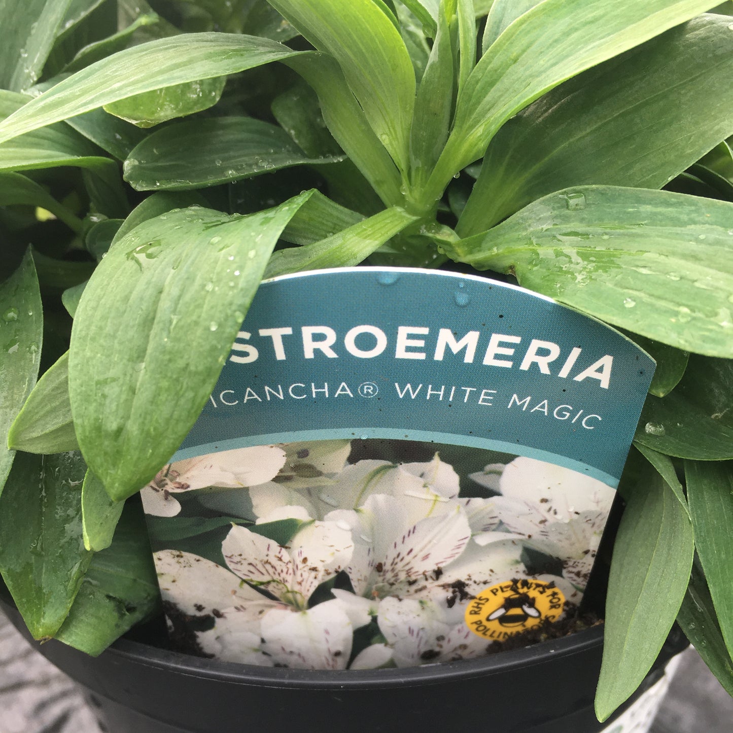 Alstroemeria