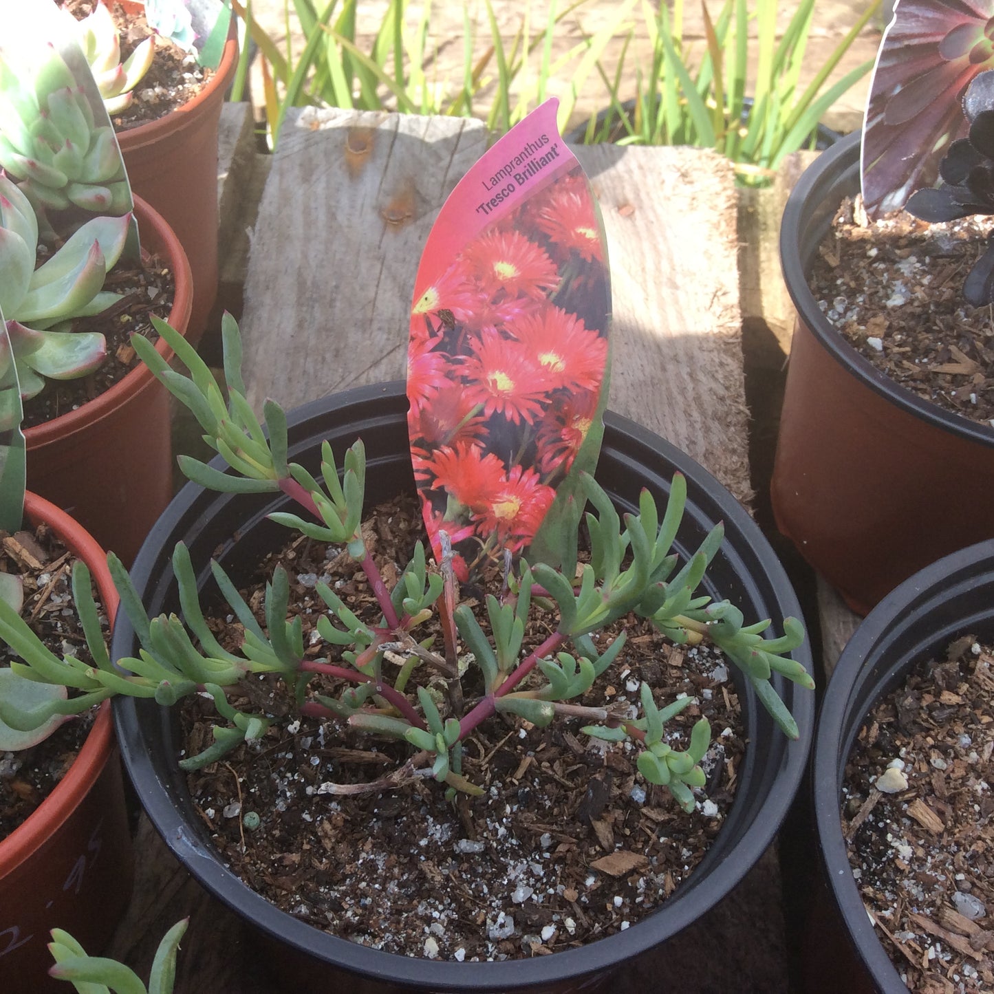 Lampranthus