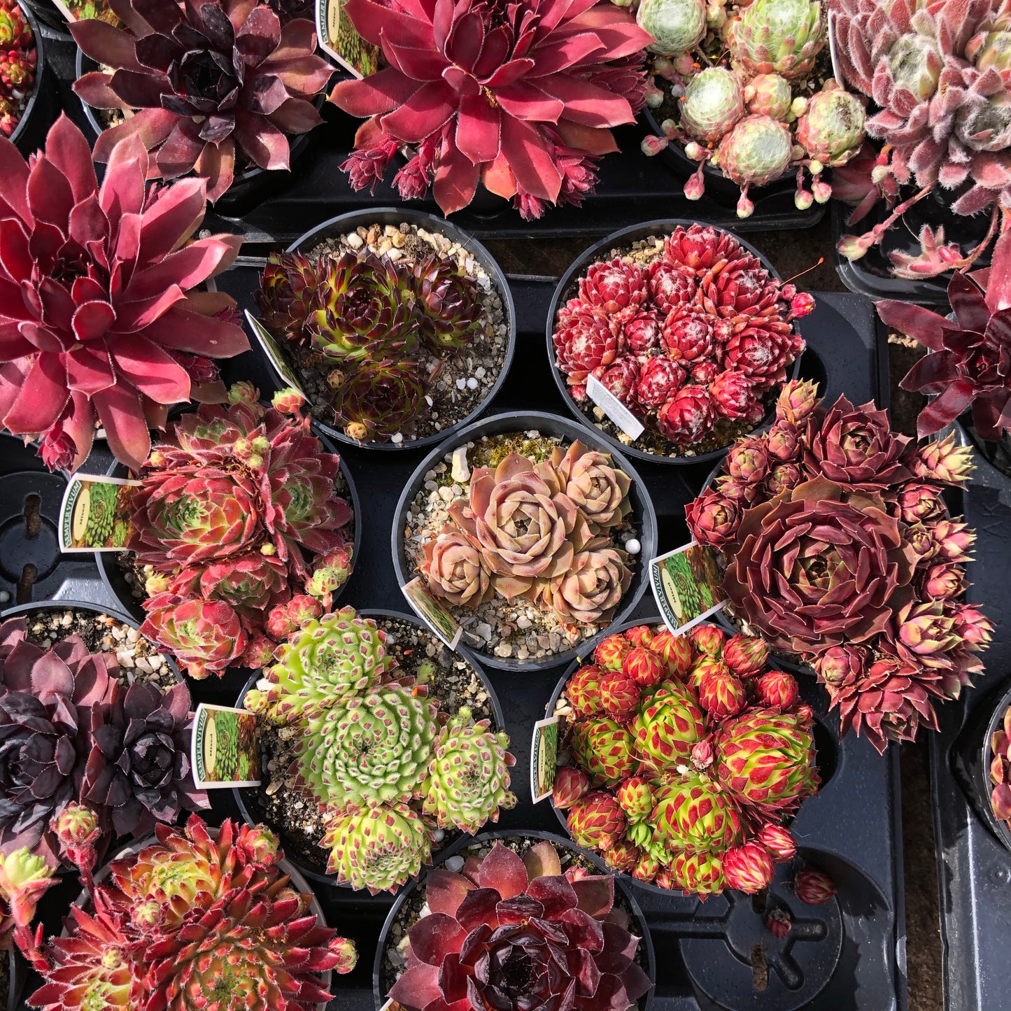 Sempervivum Succulent - Houseleeks