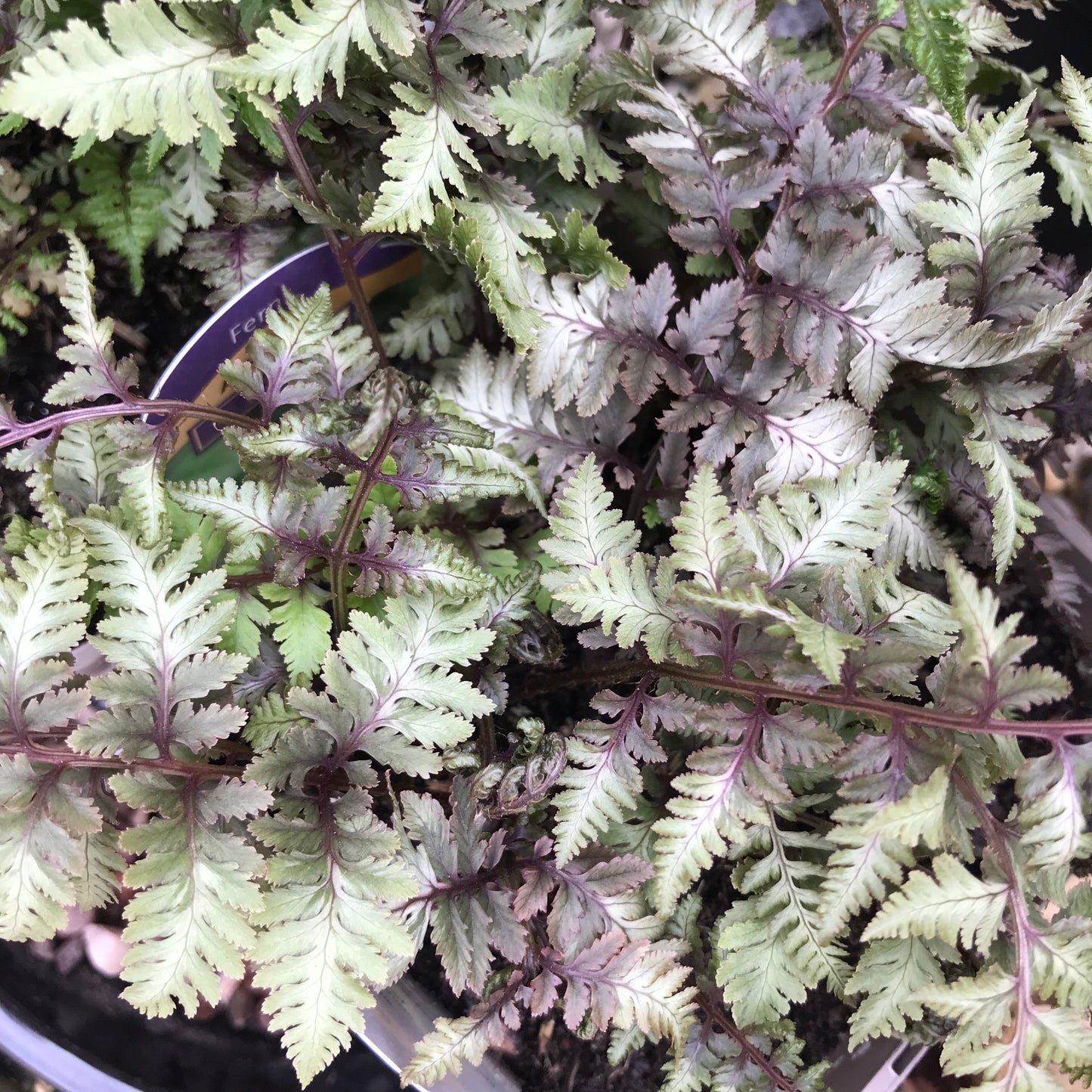 Fern - mixed ferns 2/3L