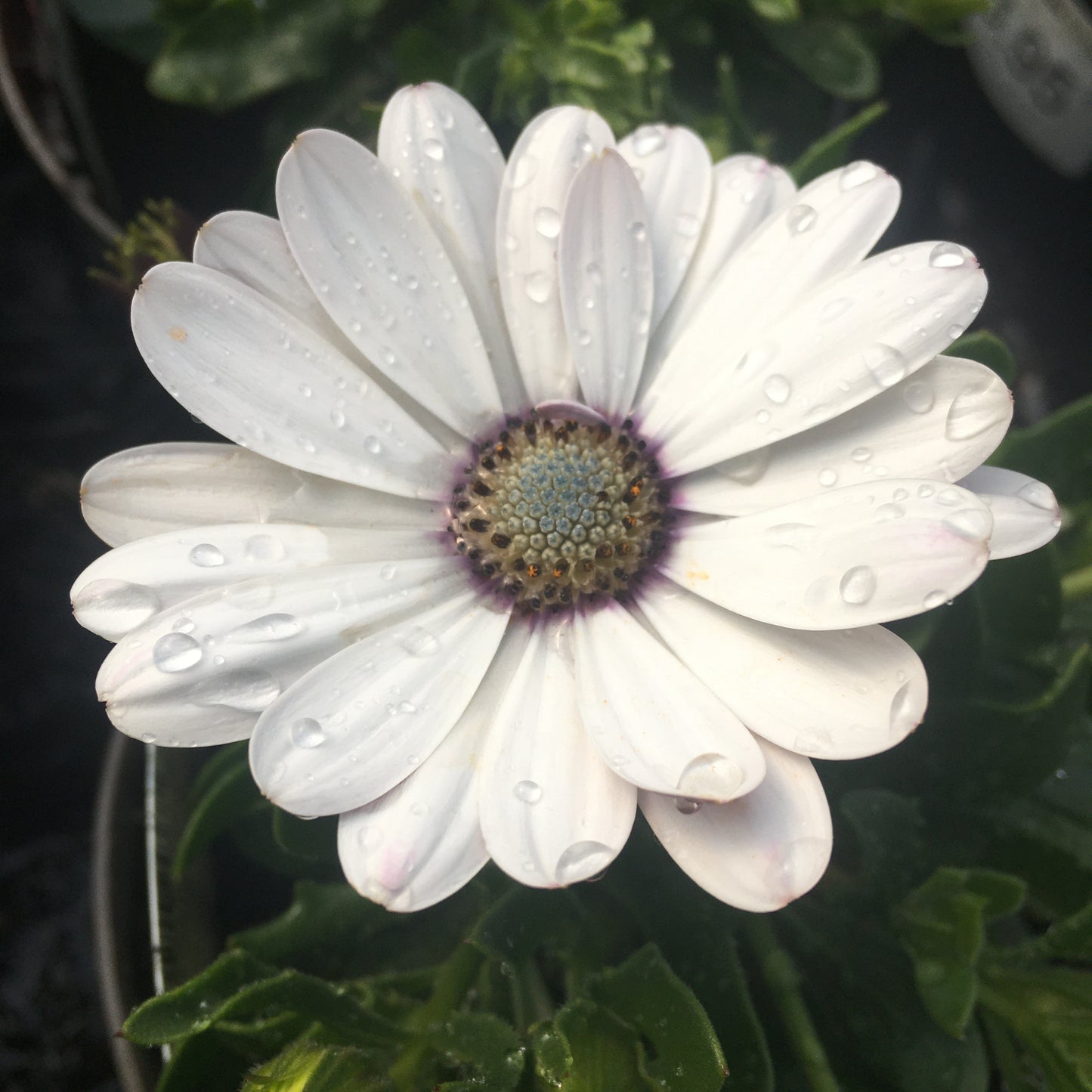 Osteospermum 1L