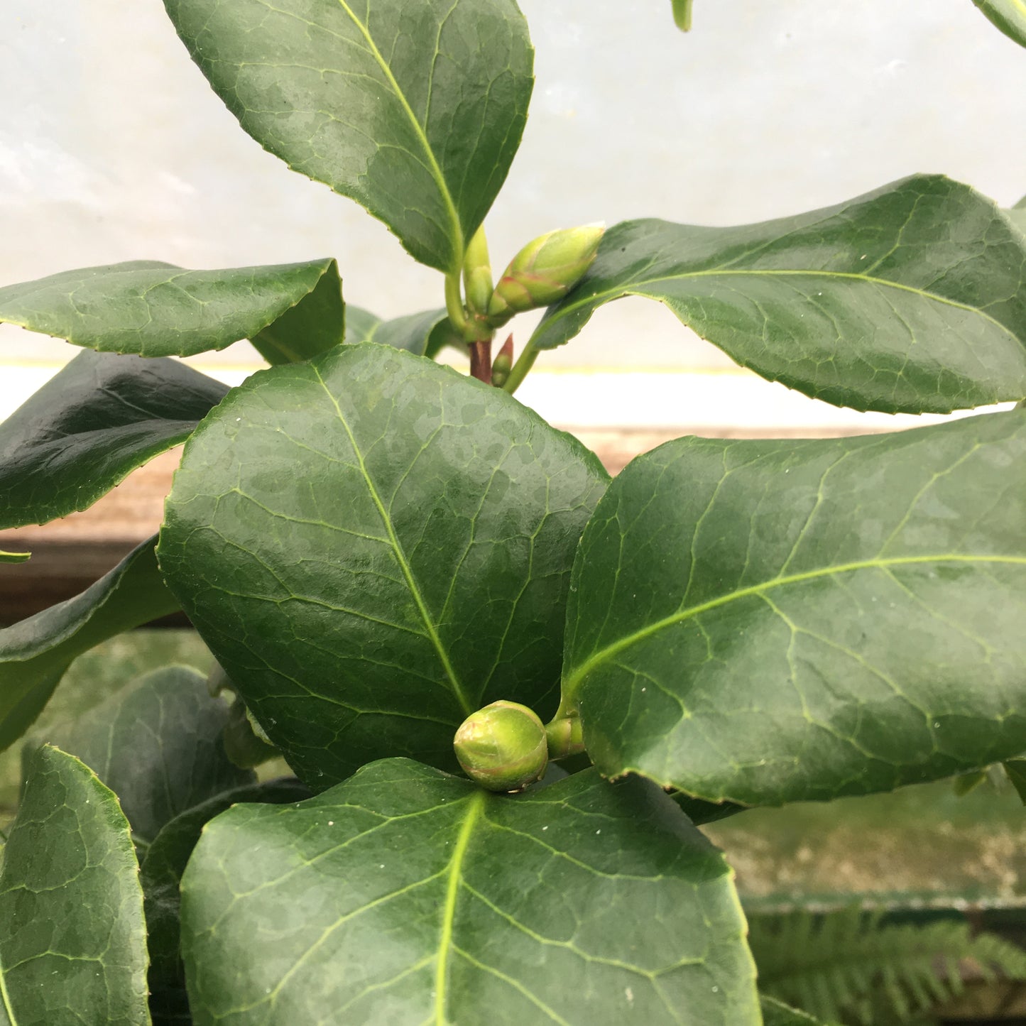 Camellia Lady Campbell 3L