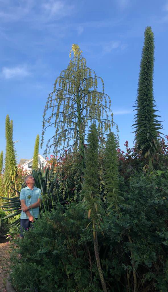 Furcraea Longaeva Succulent (like Agave Yucca)