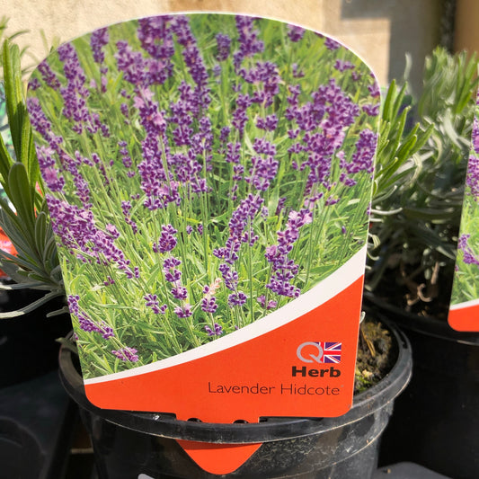 Lavender Hidcote 1L - Lavandula Hidcote