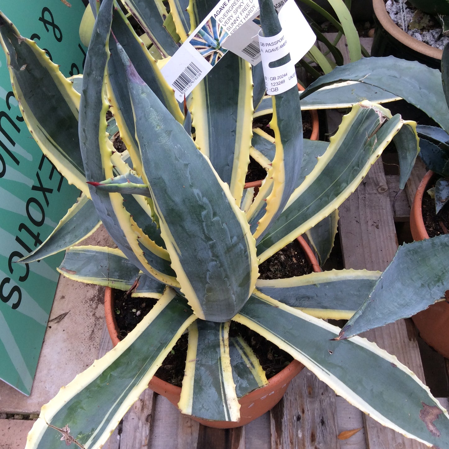 Agave americana variegata