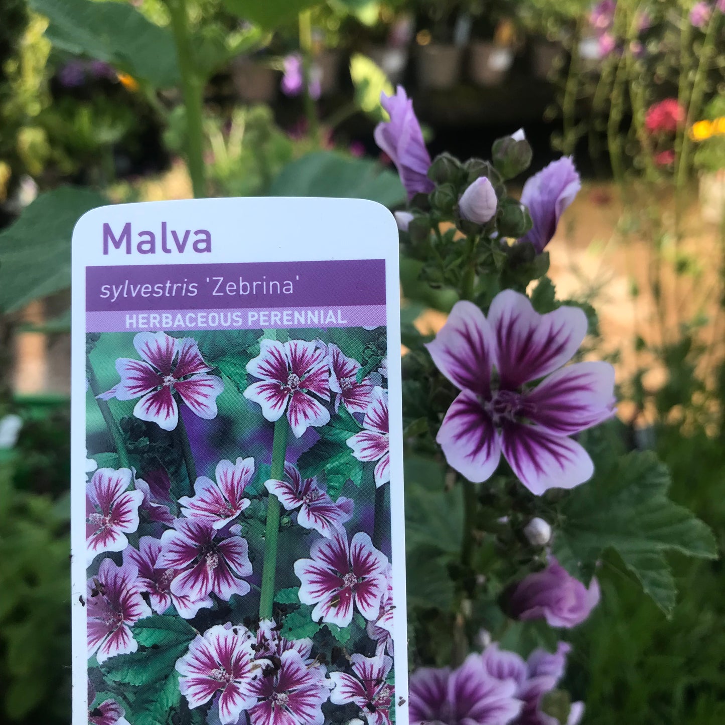 Malva sylvestris Zebrina 2L - Common Mallow