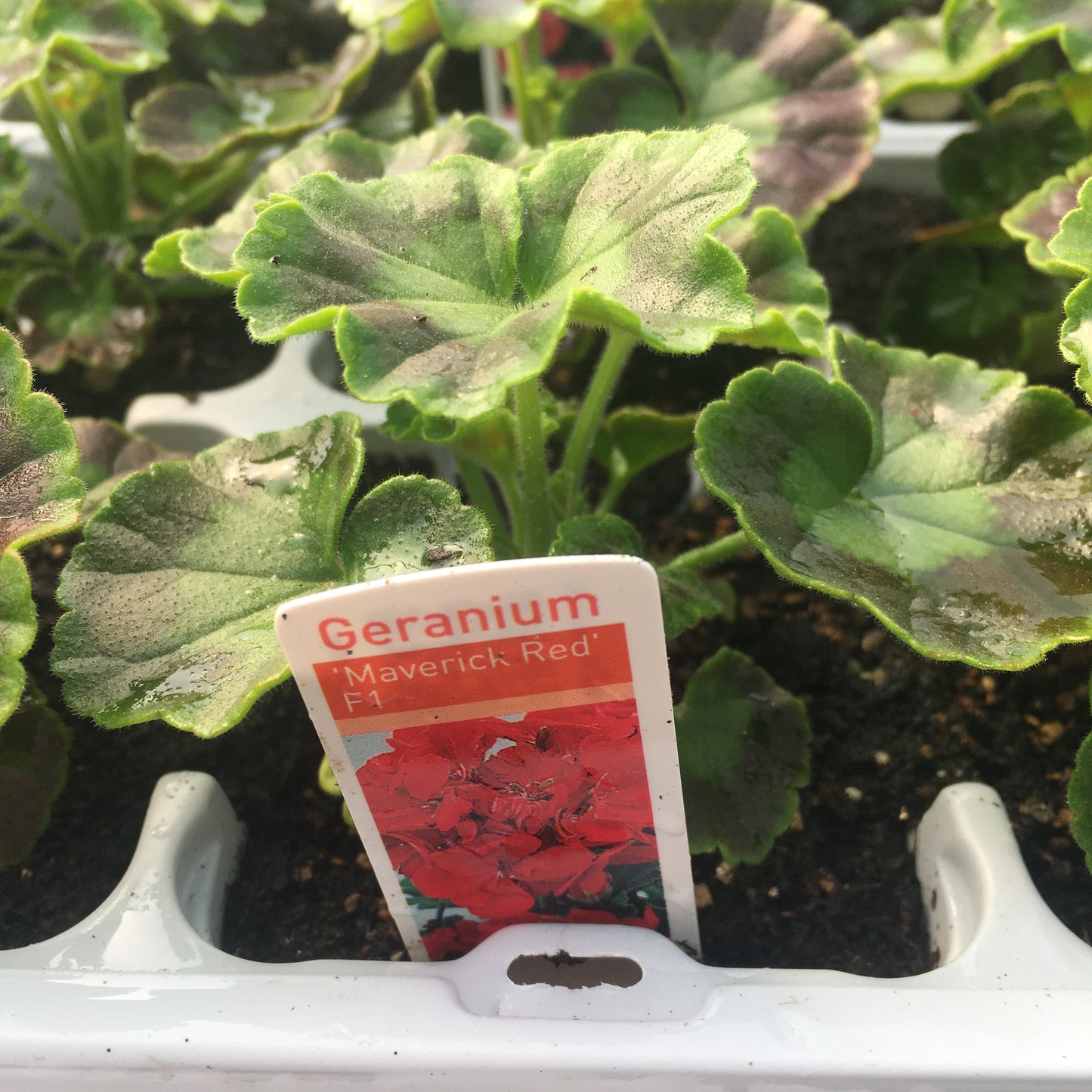 Geranium Zonal Leaf 6 pack