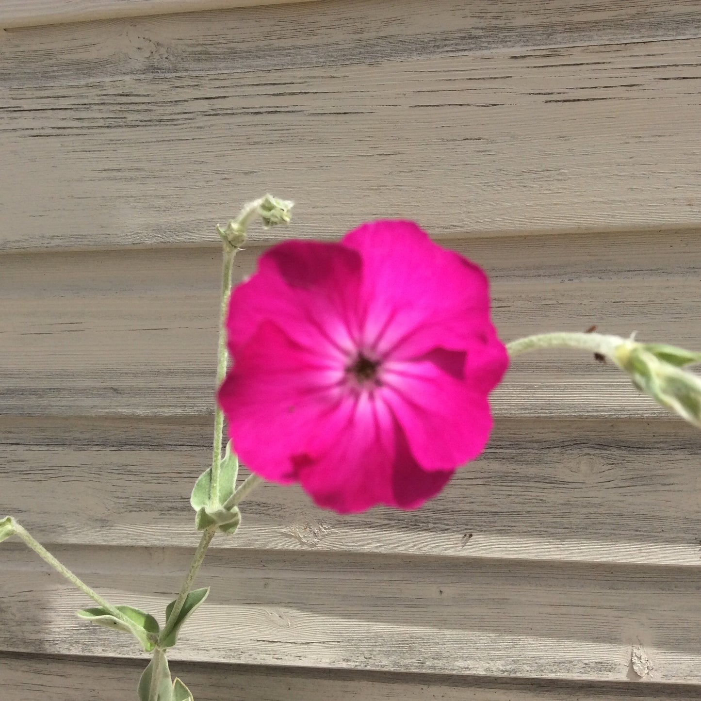 Lychnis coronaria