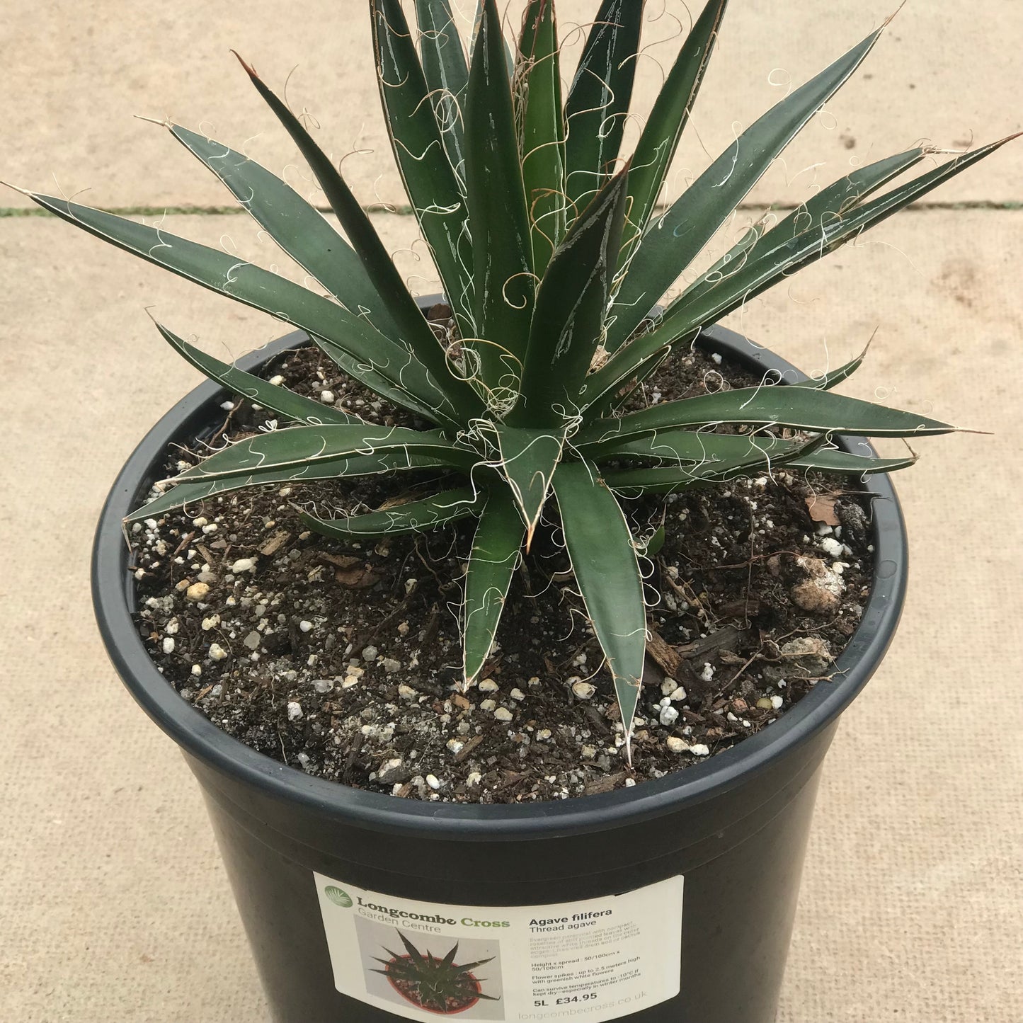 Agave filifera - thread agave
