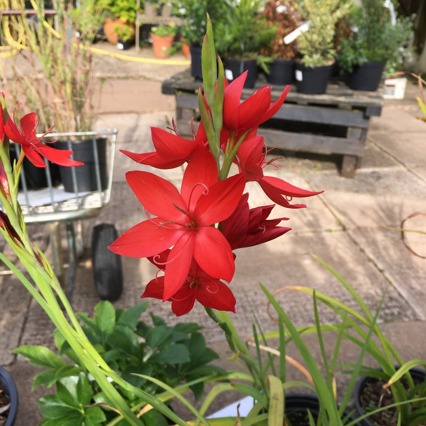 Hesperantha coccinea 2/3L