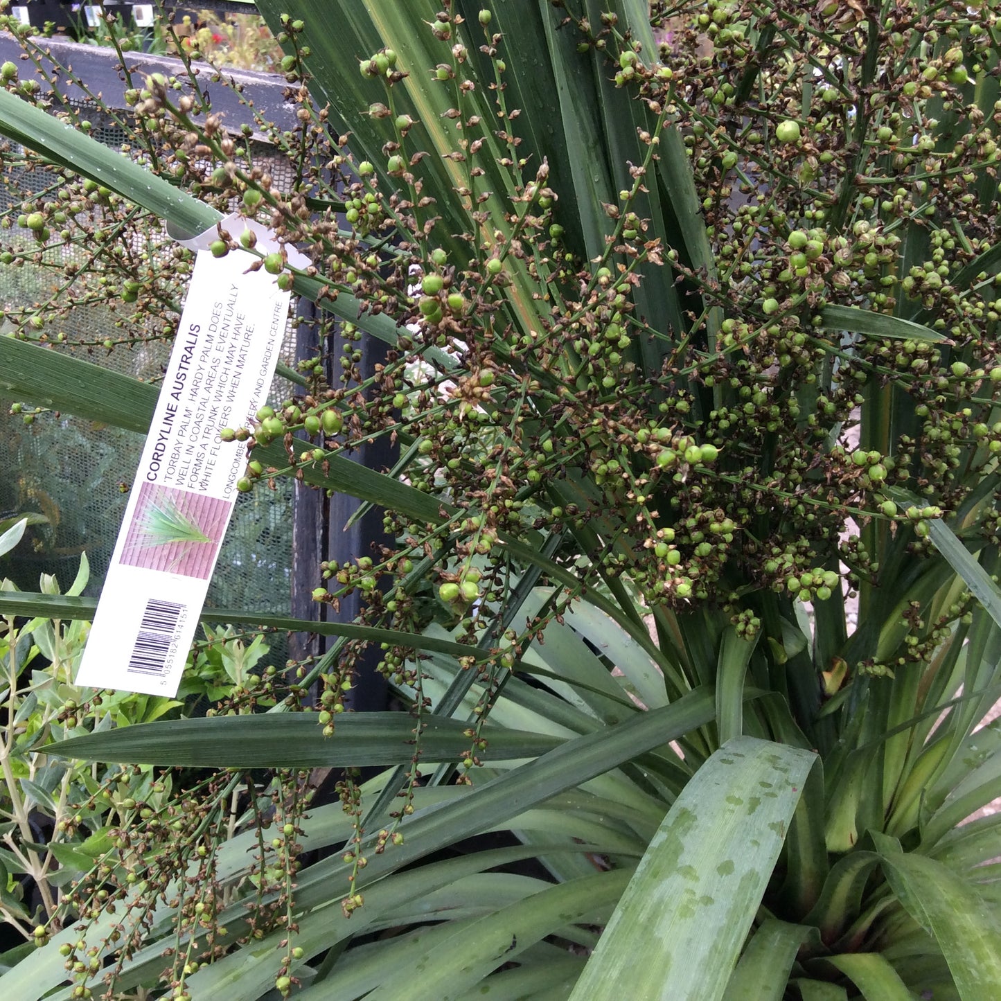 Cordyline australis