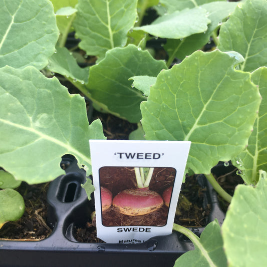 Swede Twede 12 cell