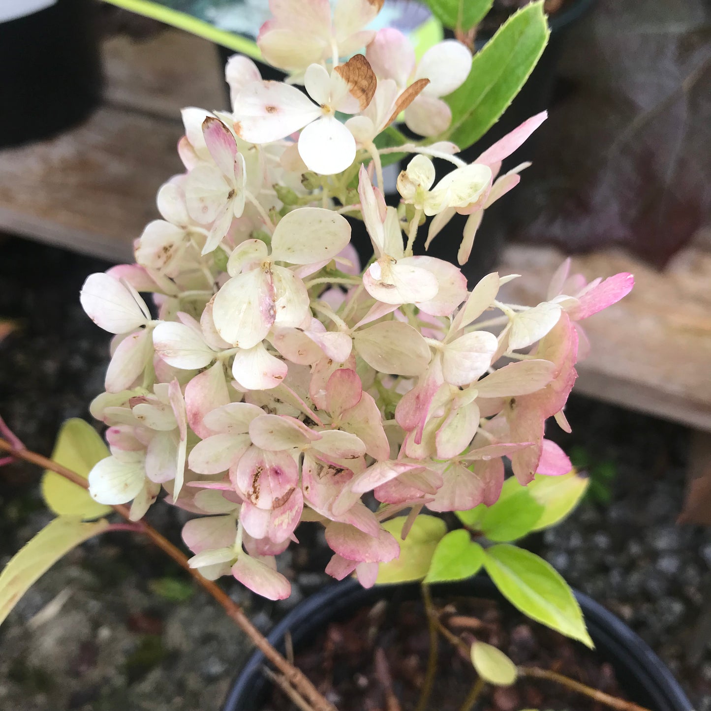 Hydrangea paniculata Polar Bear 3L