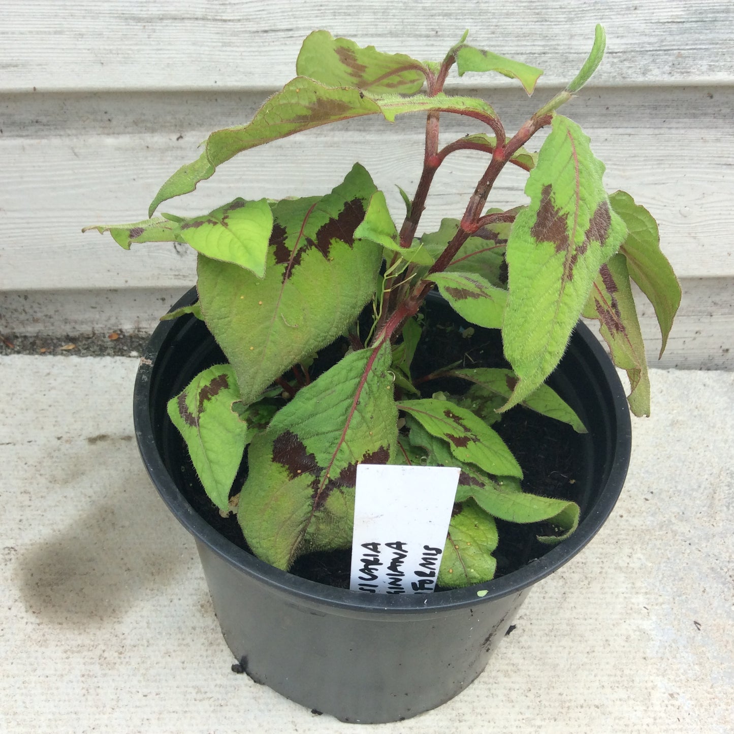 Persicara virginiana filiformis 2L