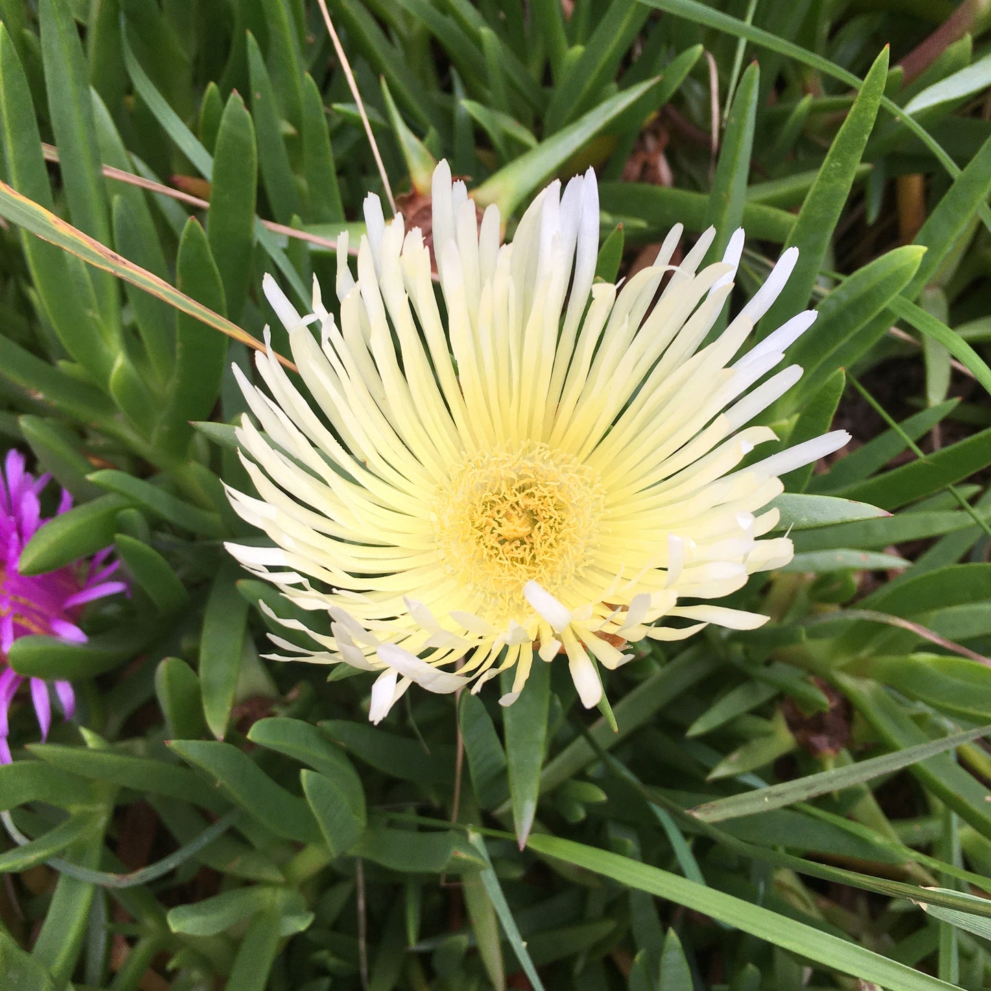 Cape Hottentot fig - Carpobrutus edulis all sizes