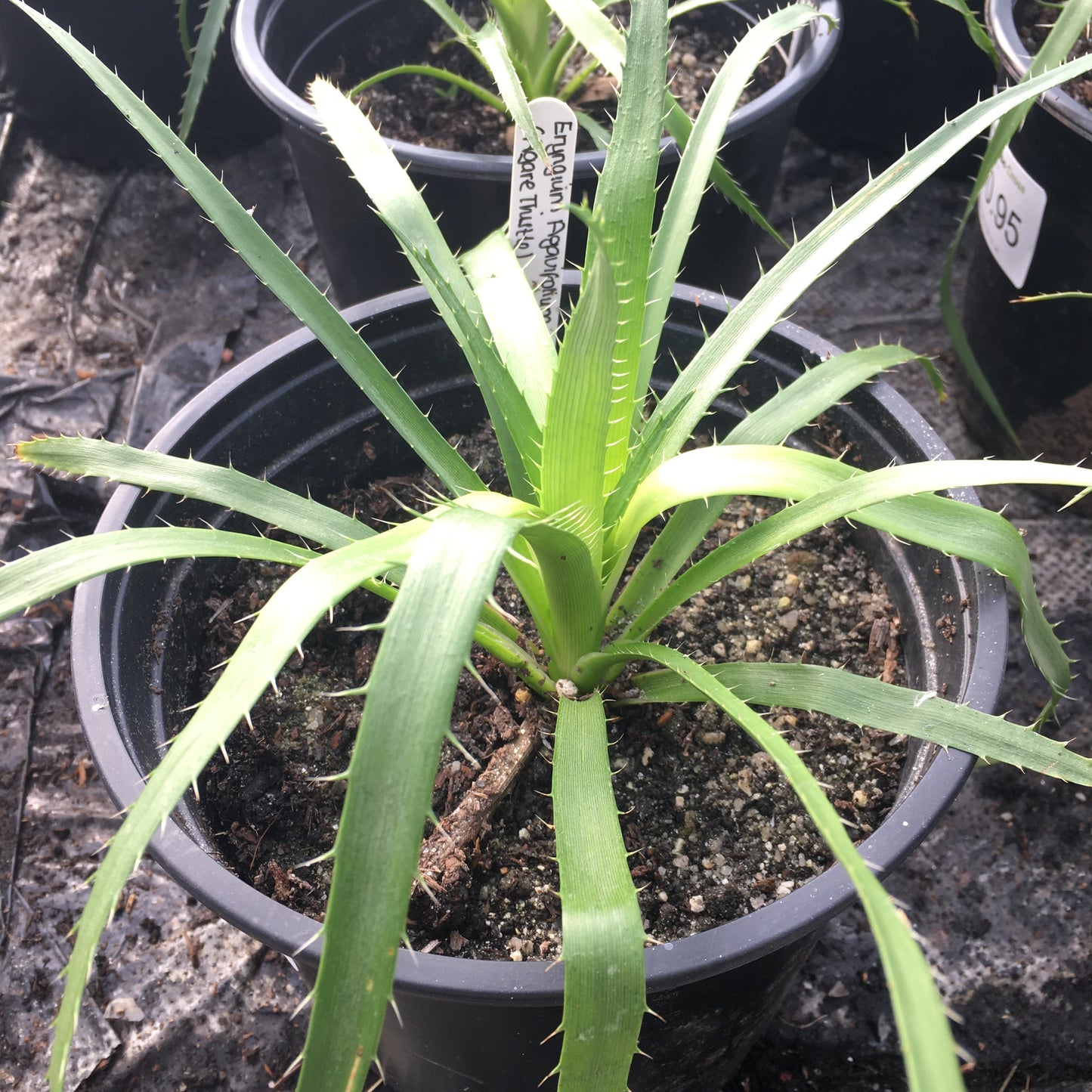Eryngium Agavifolium (Agave Thistle or Sea Holly) 3L pot