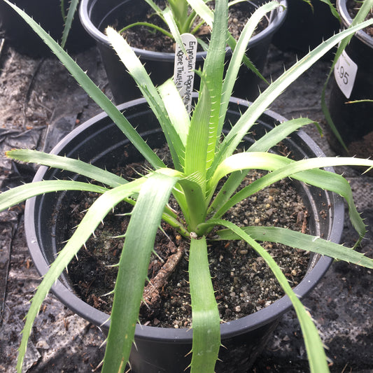 Eryngium Agavifolium (Agave Thistle or Sea Holly) 3L pot