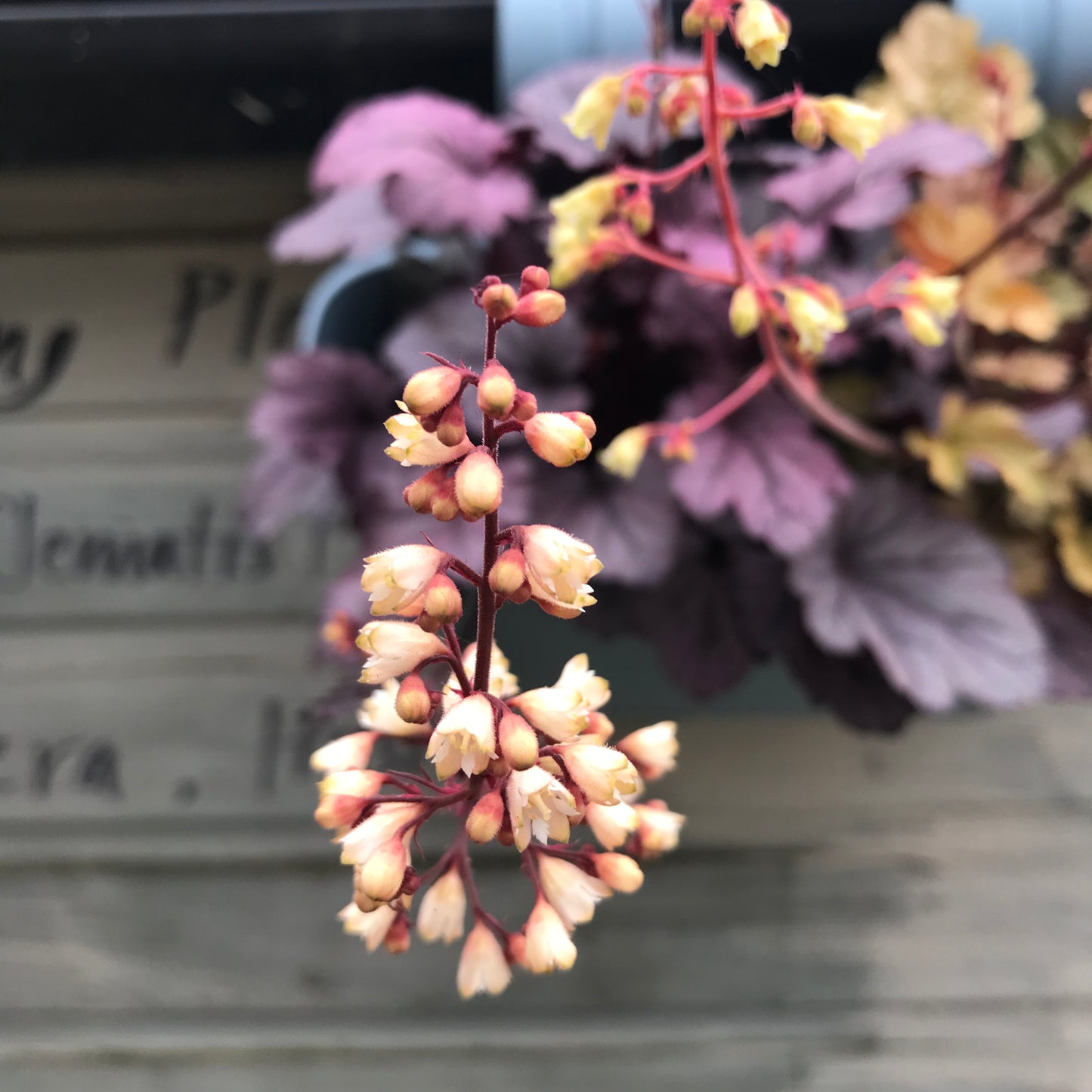 Heuchera & Heucherellas - mixed varieties