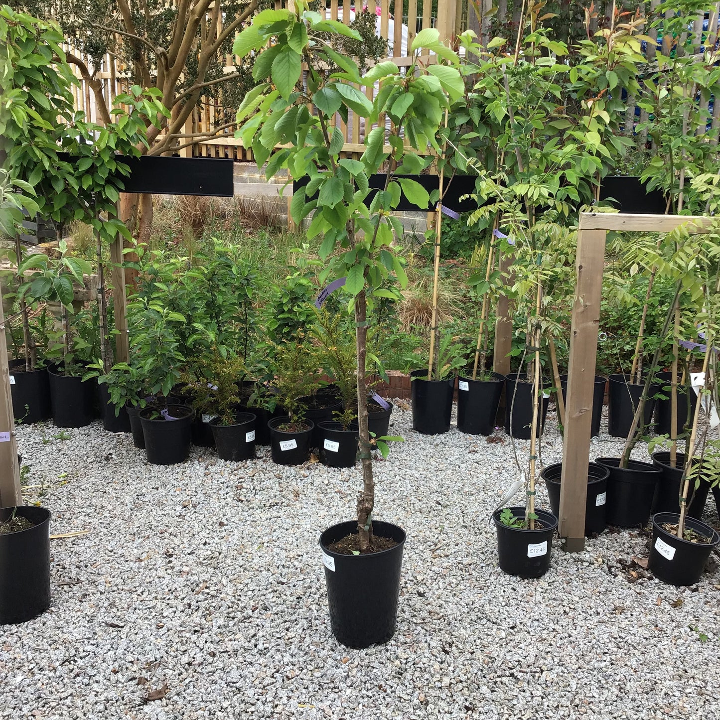 Cherry 'Stella' 7L