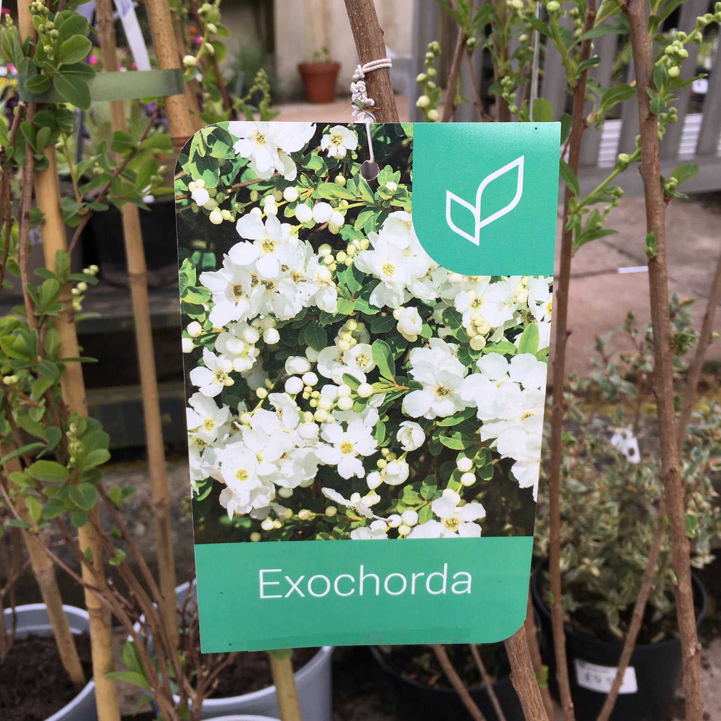 Exochorda