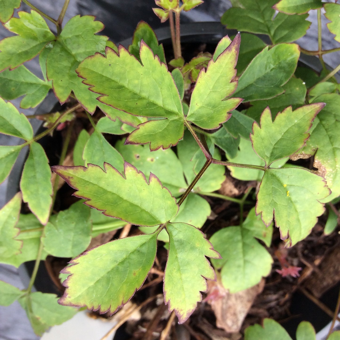 Clematis alpina 'Willy' Large 2L Climber Plant
