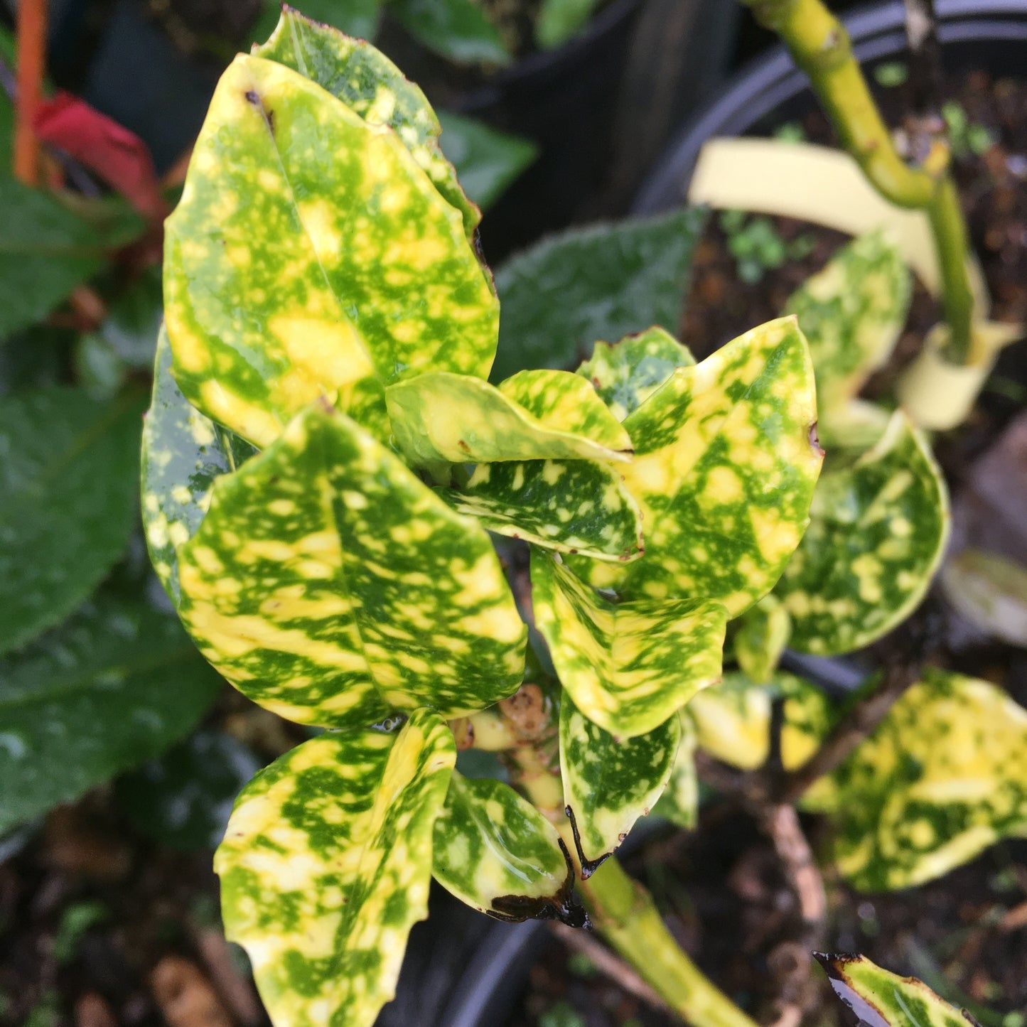 Aucuba japonica Variegata