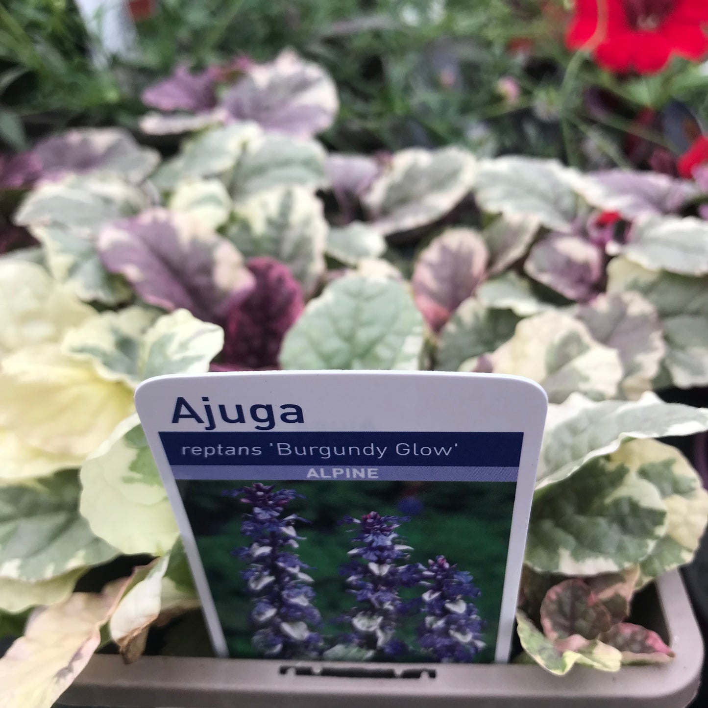 Ajuga reptans 'Braun Herz' / 'Burgundy Glow' 1L