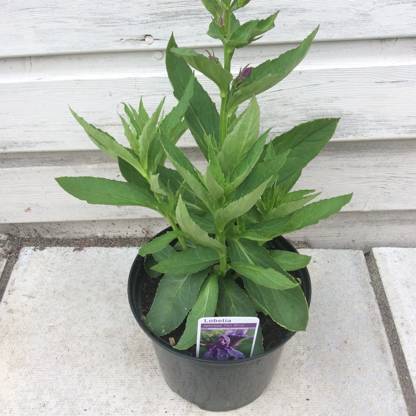 Lobelia Fan Blue 2L