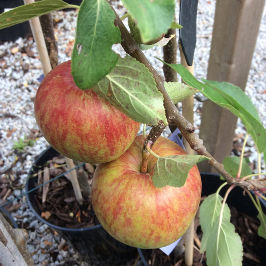 Apple Blenheim Orange