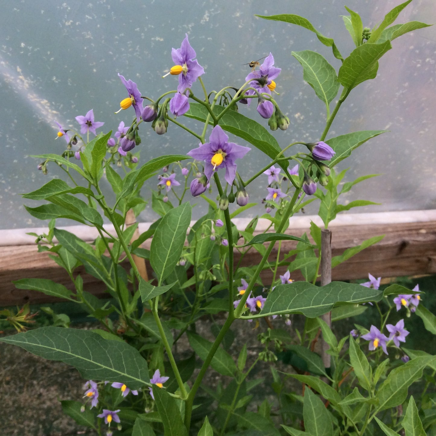 Solanum crispum ‘Glasnevin’ - Chilean Potato Bush 3L