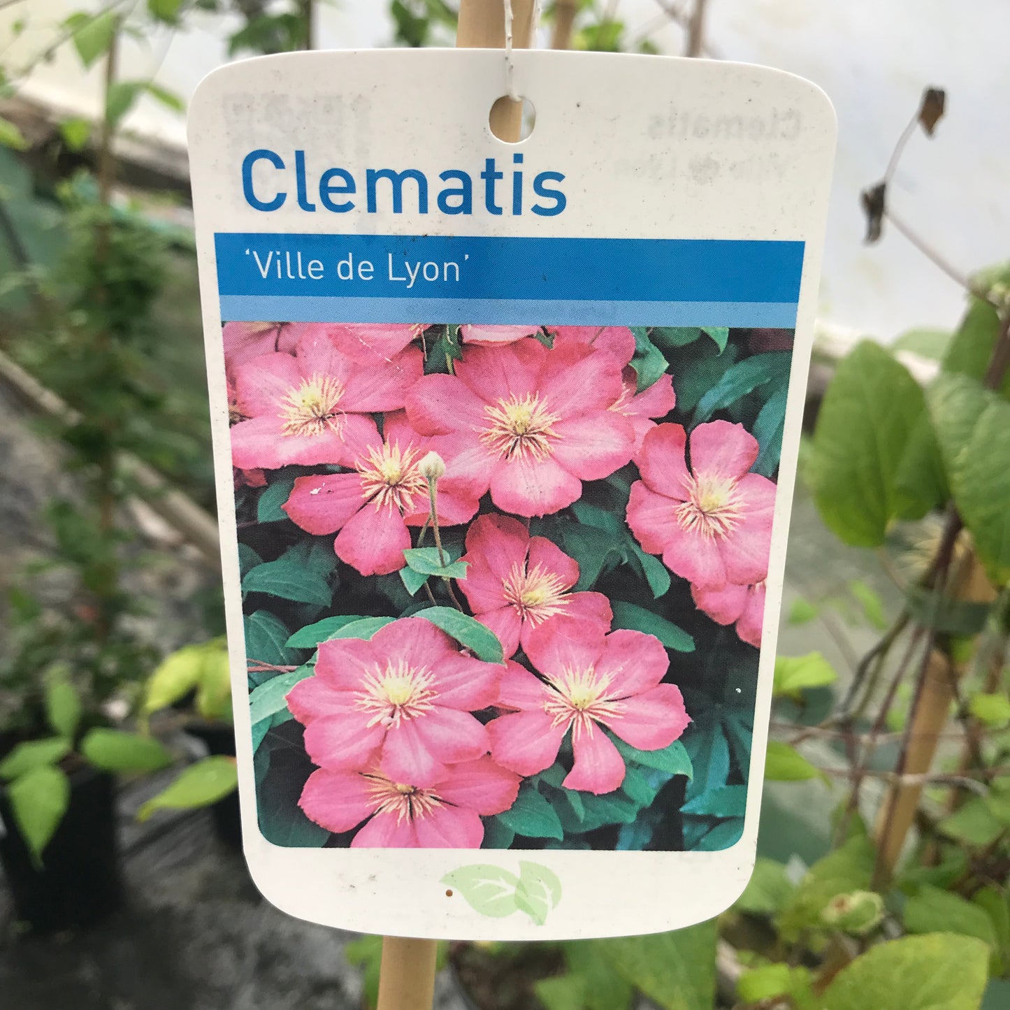 Clematis Ville de lyon Large 3L Climber Plant