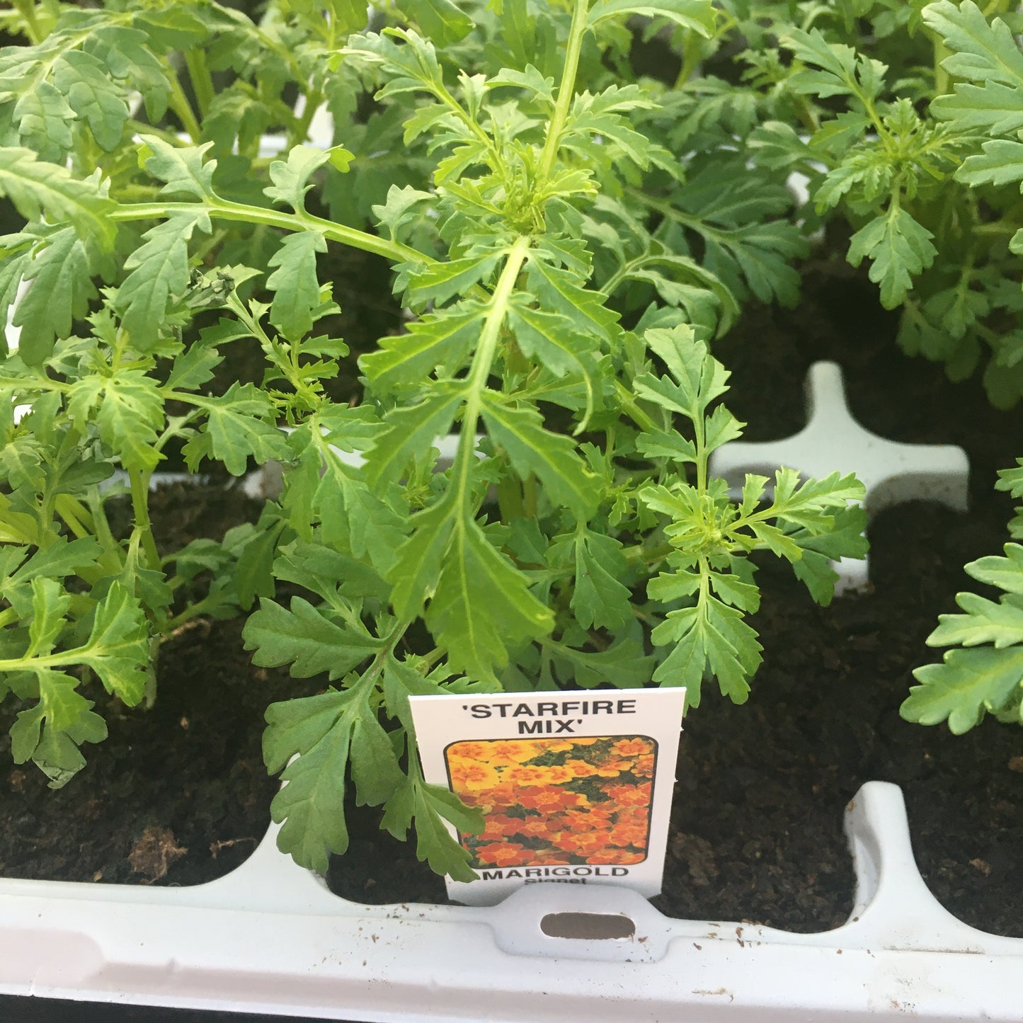 French Marigold - 6 pack