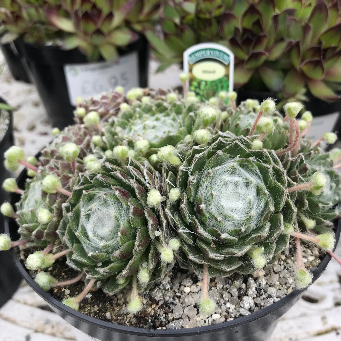 Sempervivum Succulent - Houseleeks