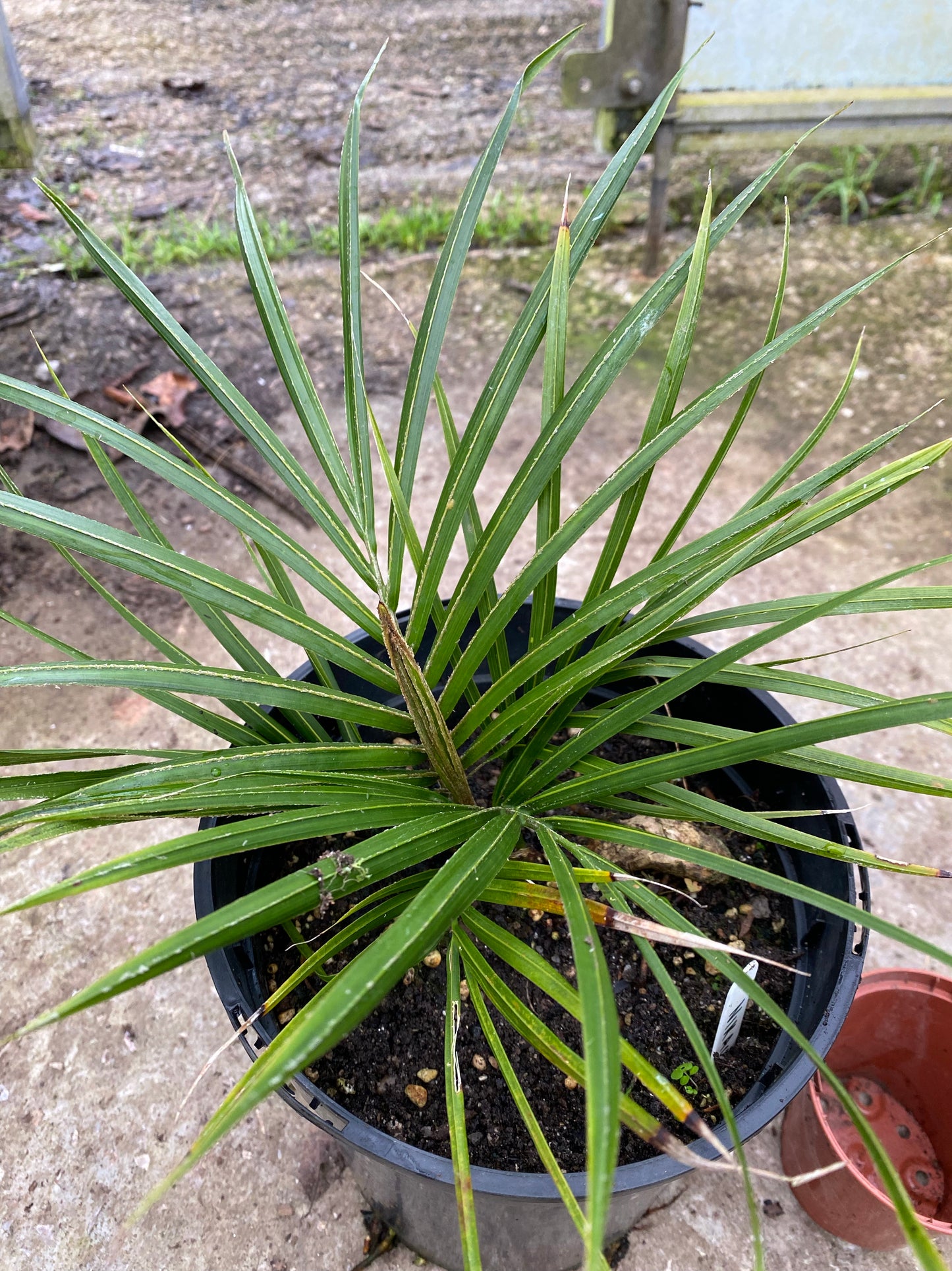 Rhopalostylis sapida - Nikau palm RARE