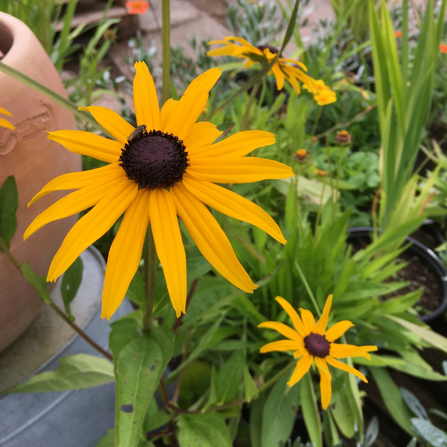 Rudbeckia Goldstrum & Goldblitz