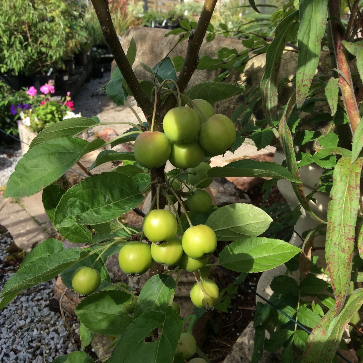 Malus Golden Hornet - Crab Apple 7L