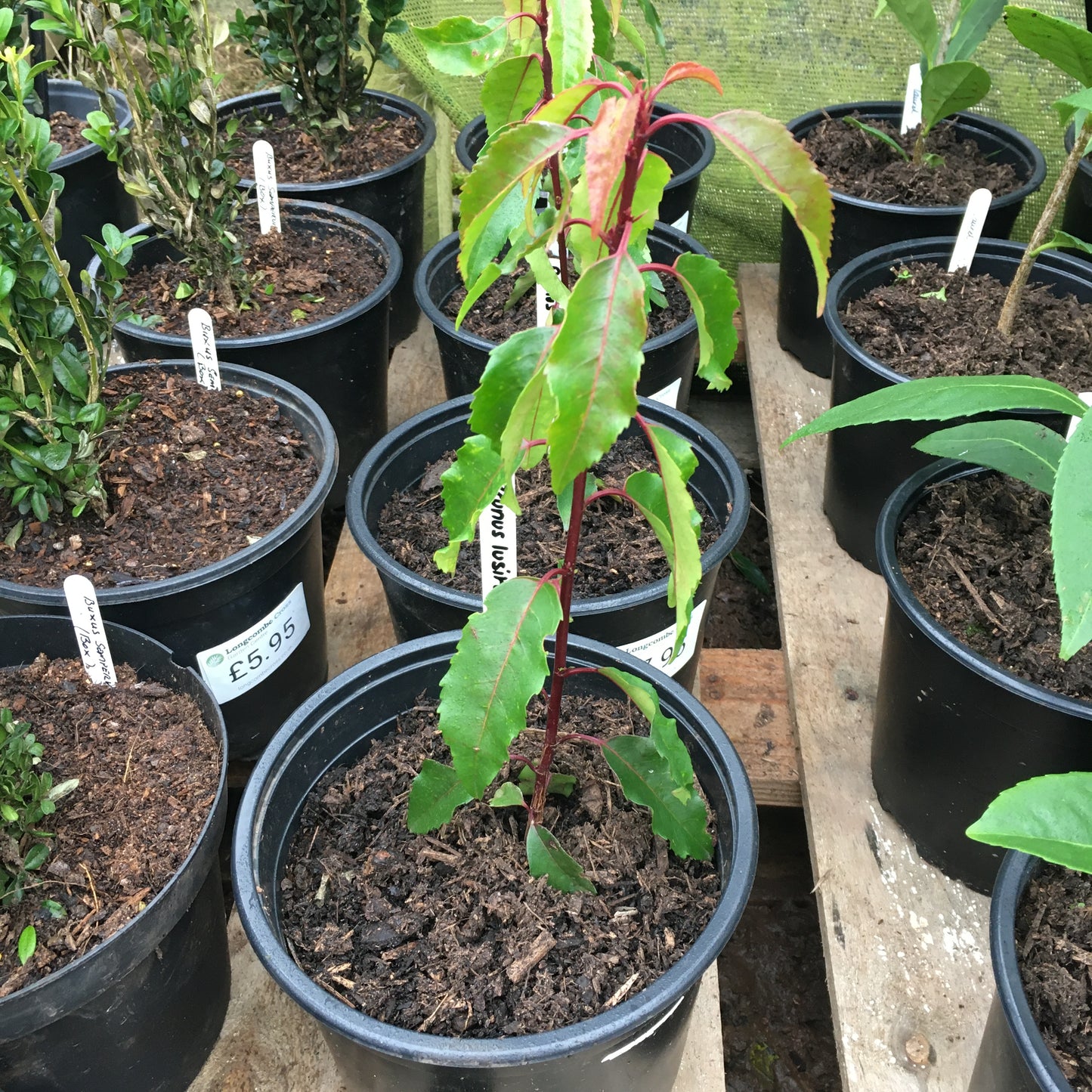 Prunus lusitanica - Portuguese laurel 5L