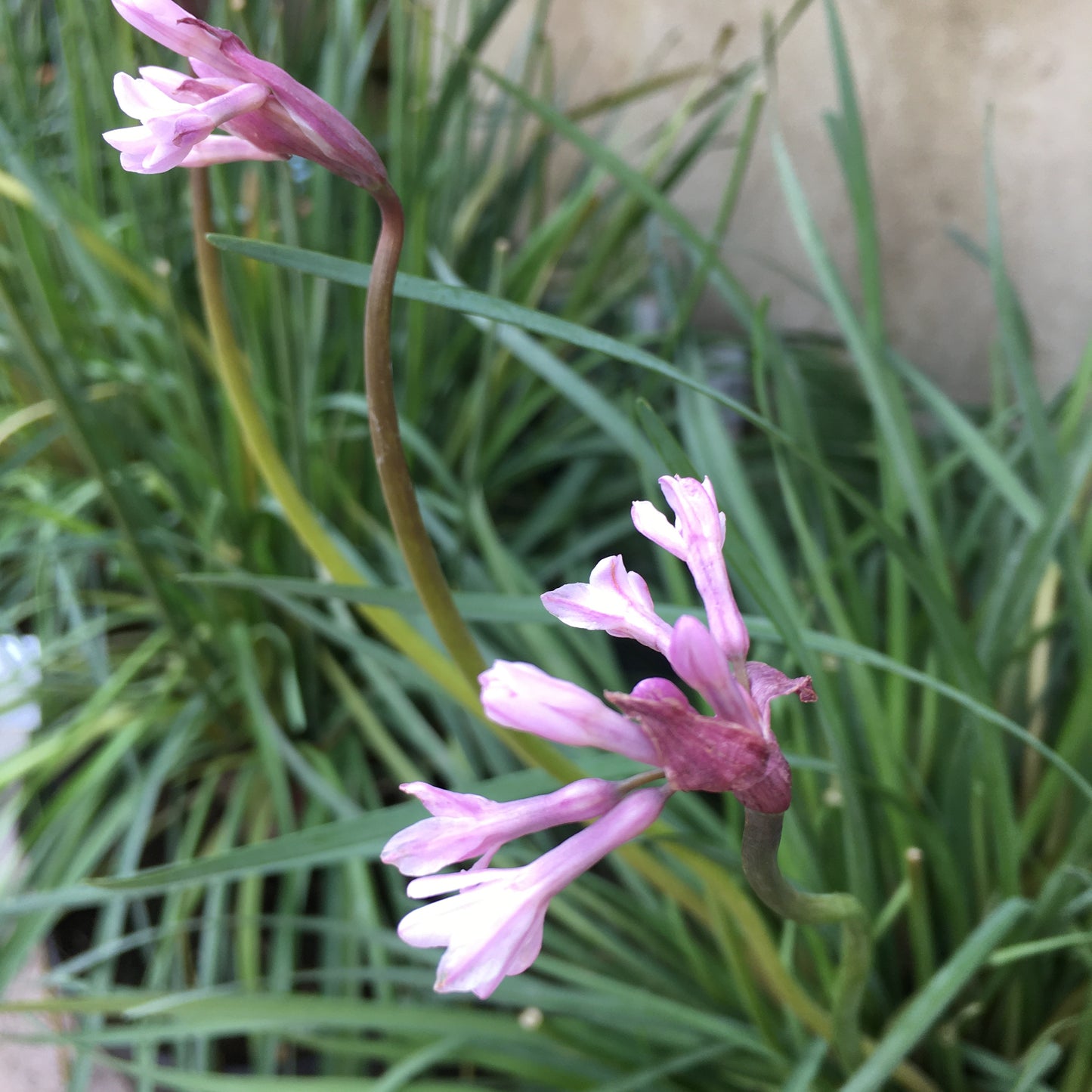 Tulbaghia violacea - Society Garlic
