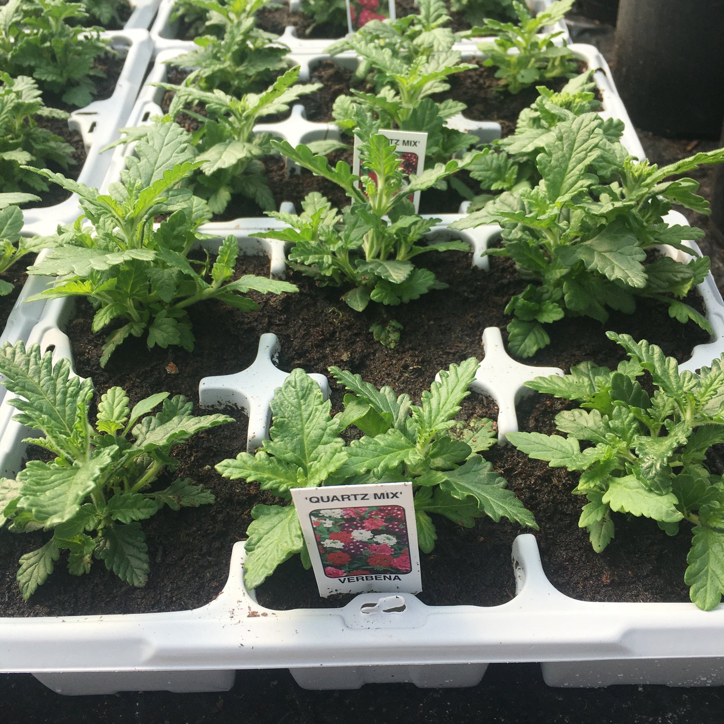 Verbena 6 pack