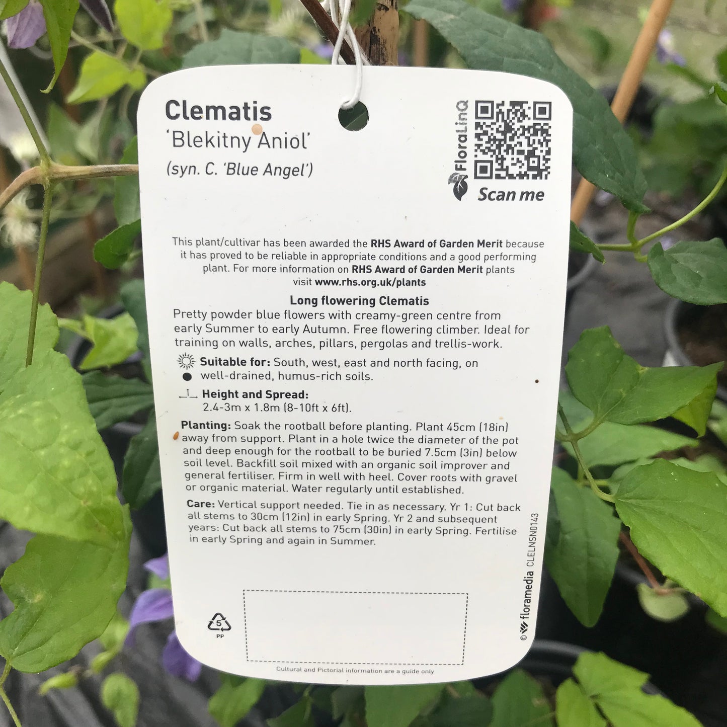 Clematis Blue Angel / Blekitny Aniol