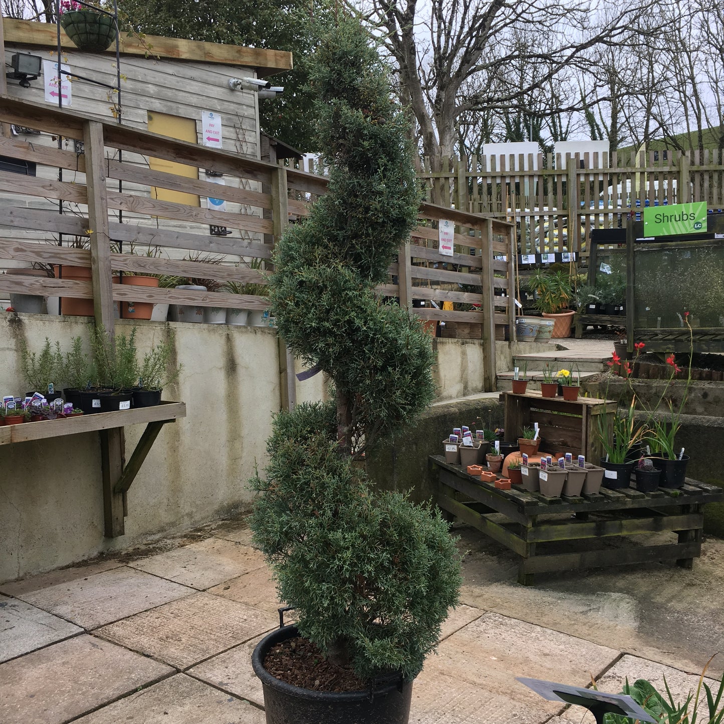 Cupressus arizonica 'Fastigiata'
