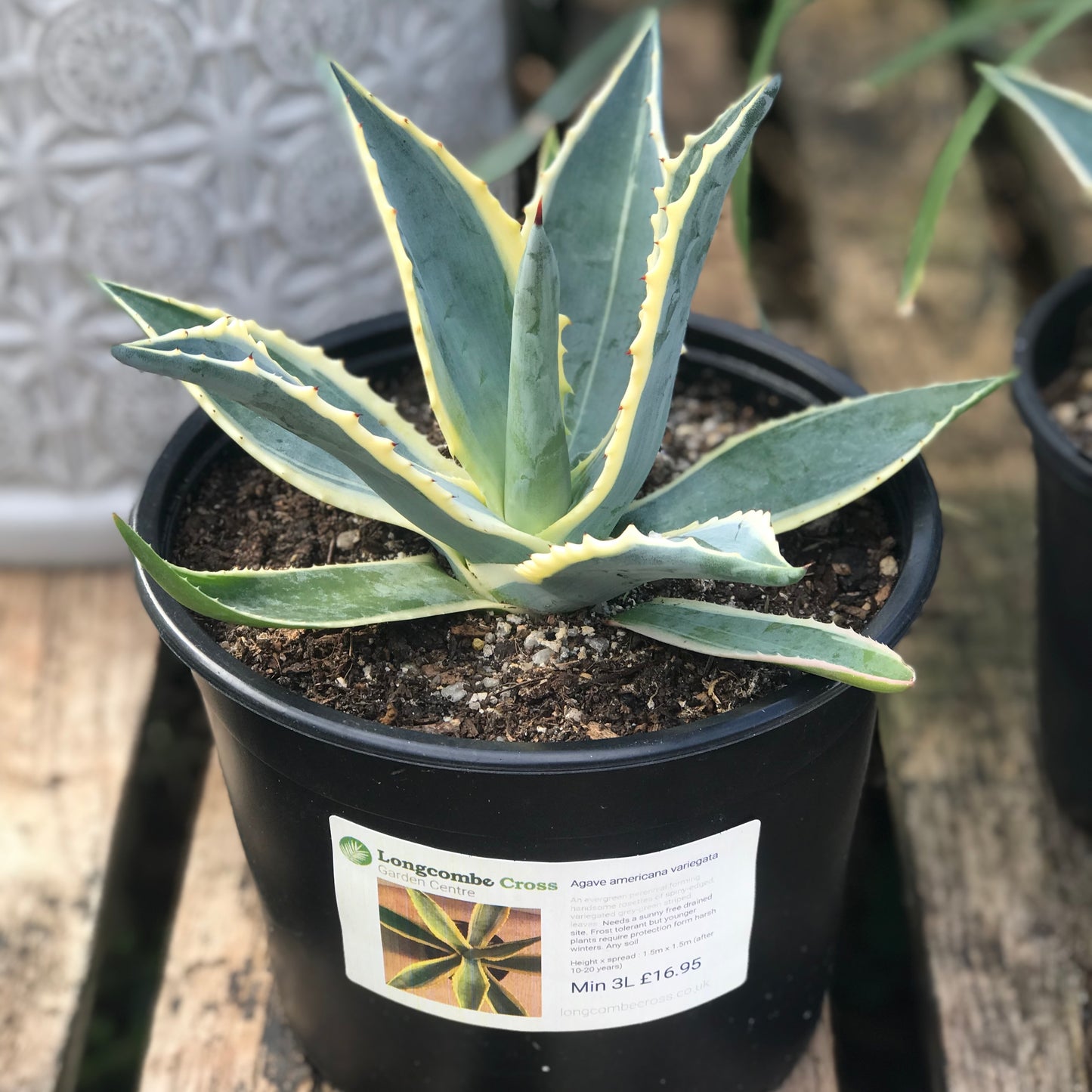 Agave americana variegata
